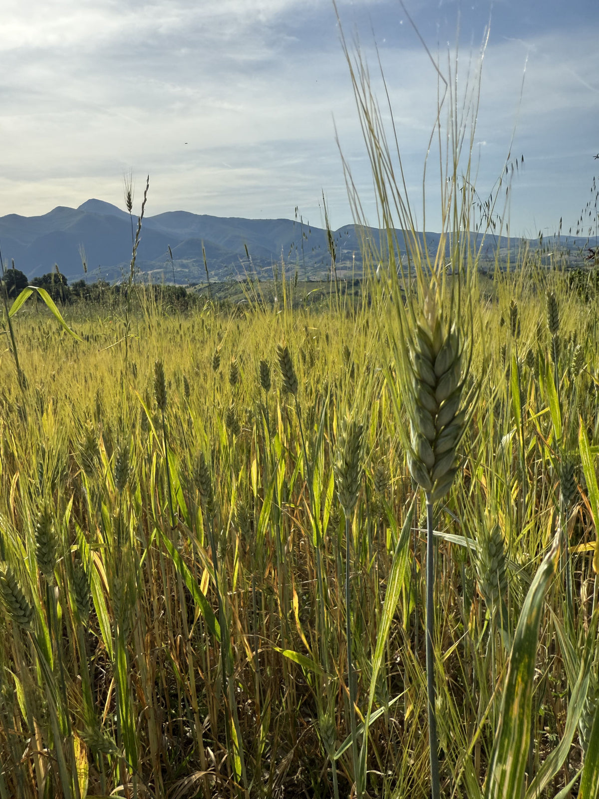 Coltivazione del grano in montagna e agricoltura di qualità