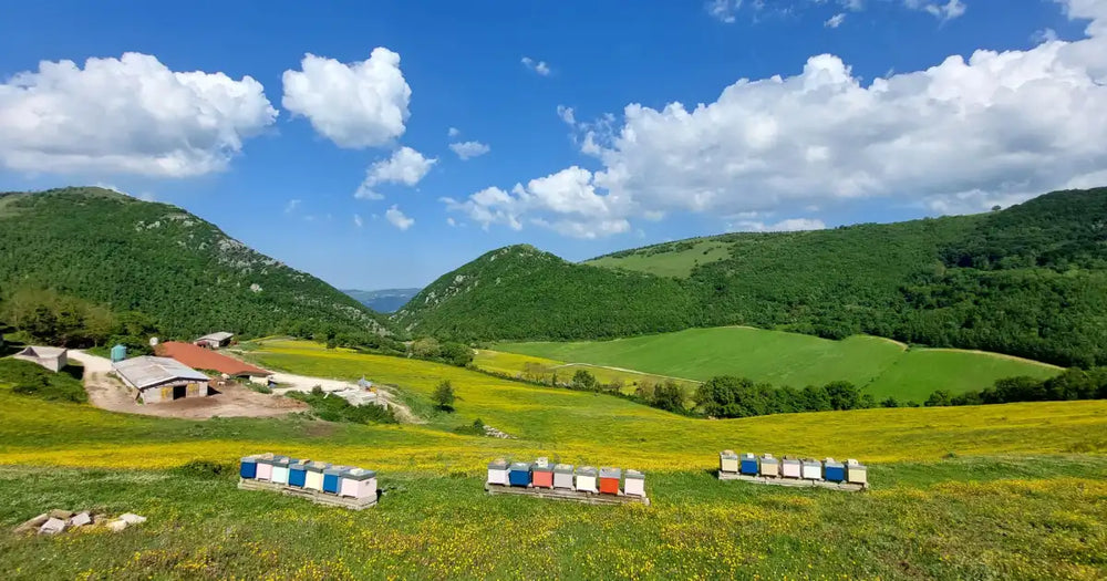 LaNotizia.net- Api Luca Bianchi