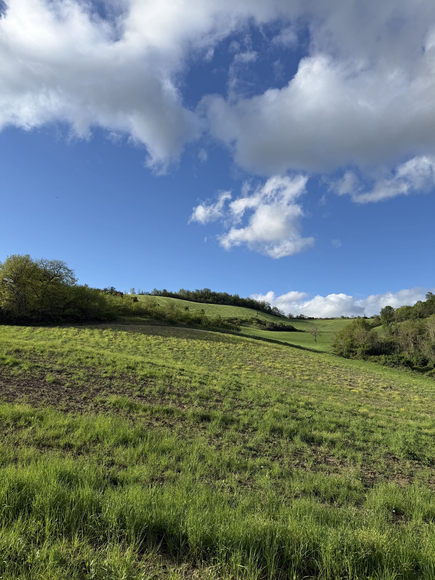 Le api oggi: perché sono in pericolo e perché tutelare le produzioni locali è fondamentale