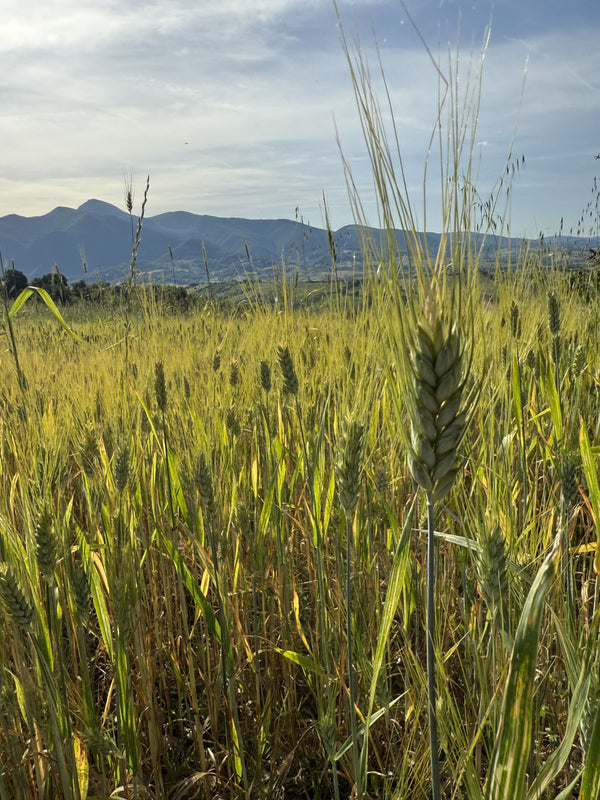 Coltivazione del grano in montagna e agricoltura di qualità