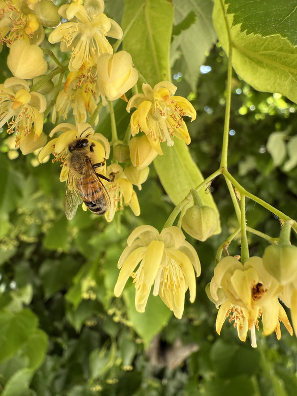 Miele biologico stanziale nelle Marche: territorio, fioriture e identità
