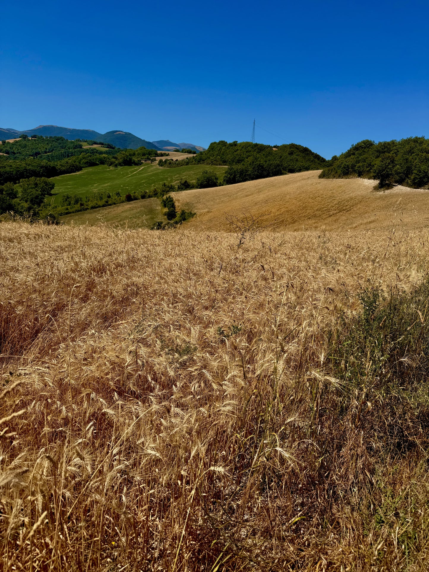 Coltivazione del grano in montagna e agricoltura di qualità
