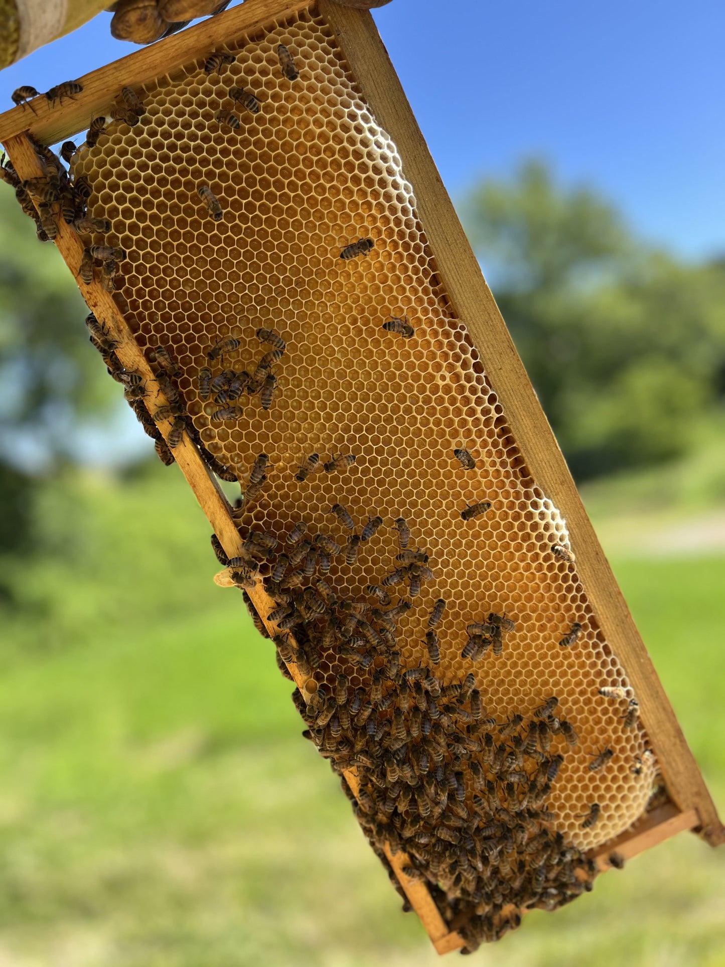 Miele monoflora e miele millefiori: differenze, territorio e identità