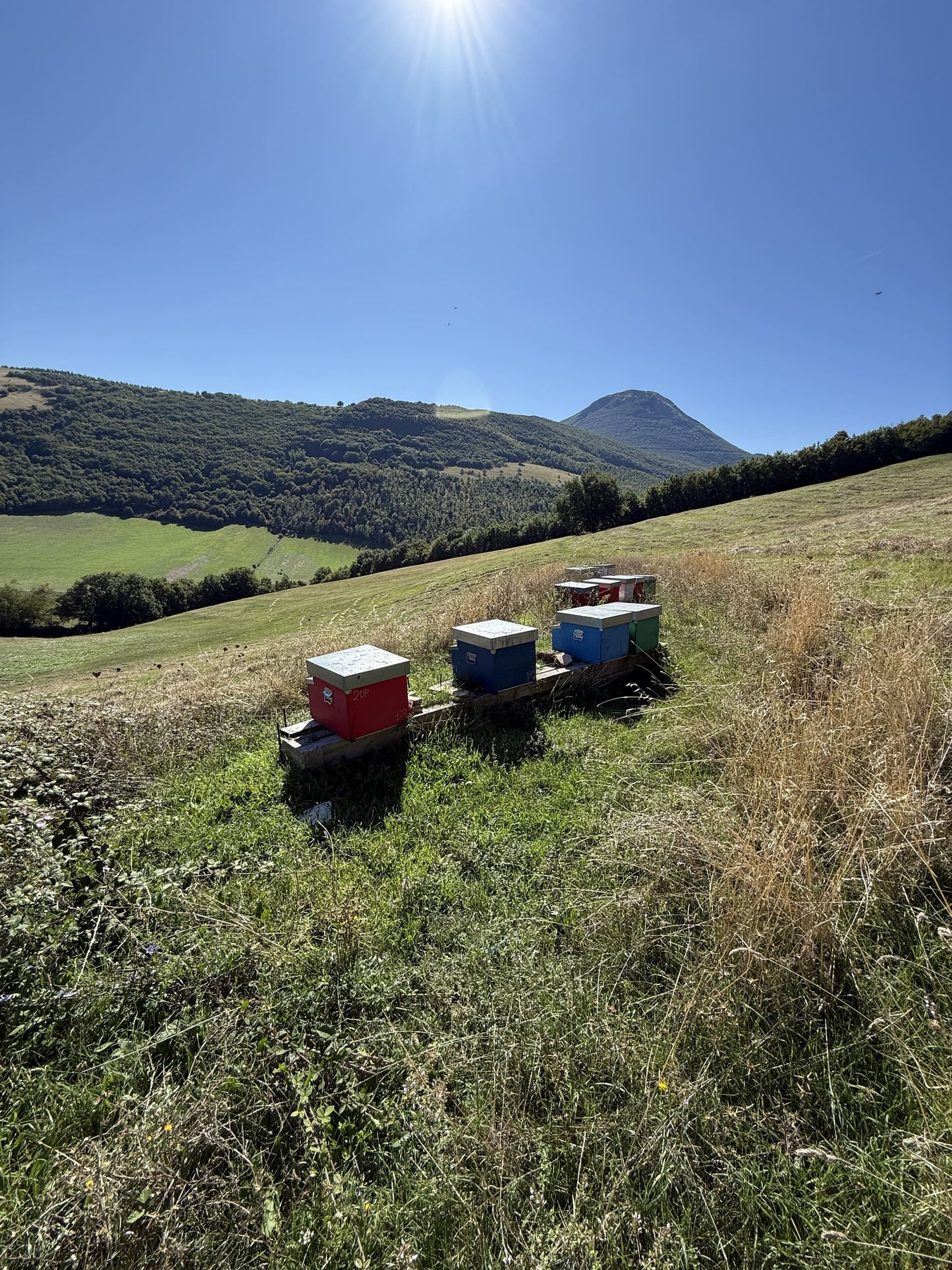 Come abbinare il miele: utilizzo in cucina, sapori e territori