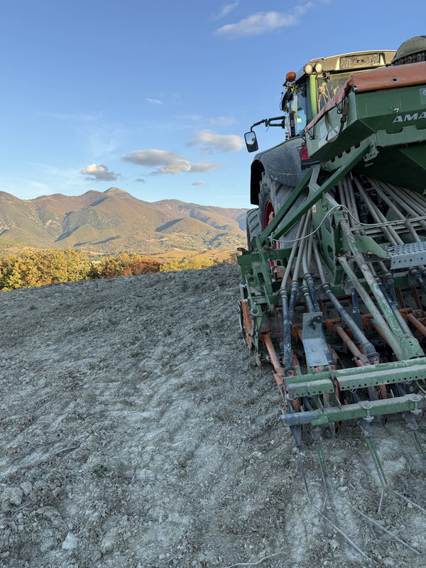 Grano italiano e pasta: perché la materia prima fa la differenza