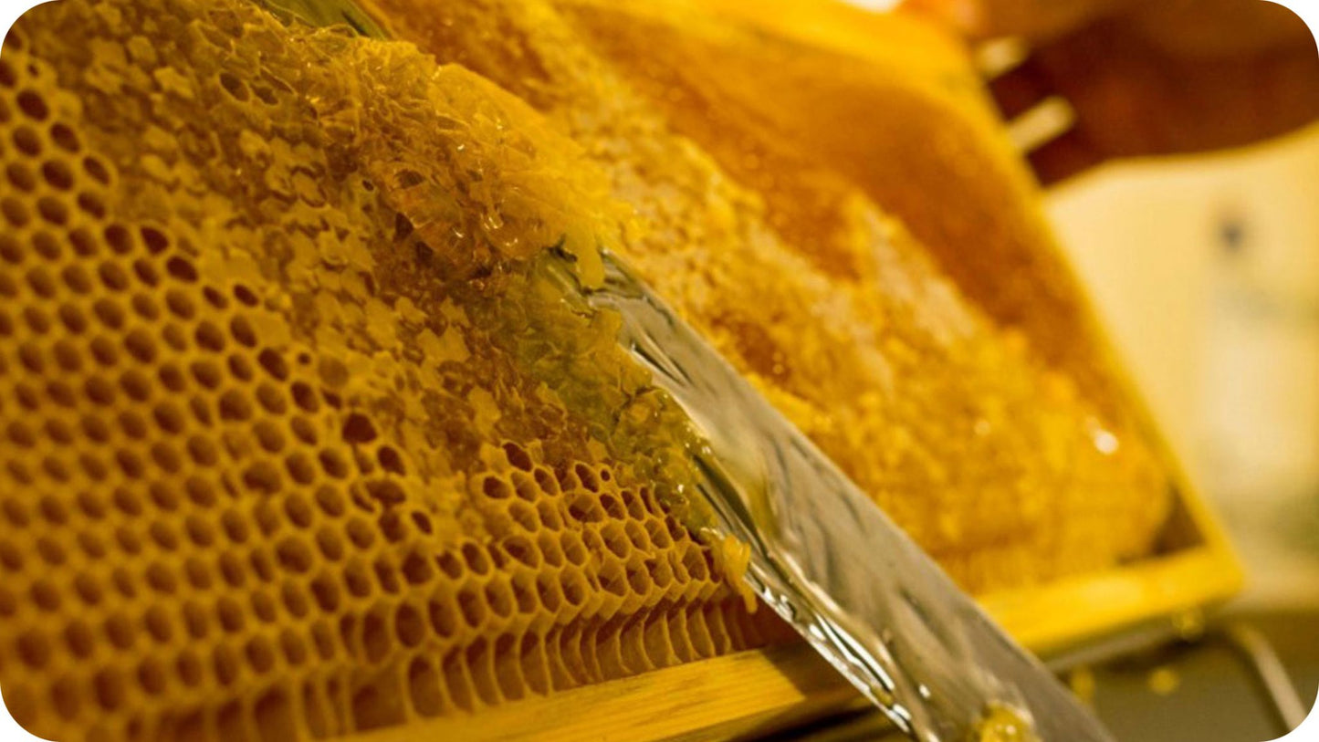 Da ingegnere a apicoltore: il miele di Luca Bianchi