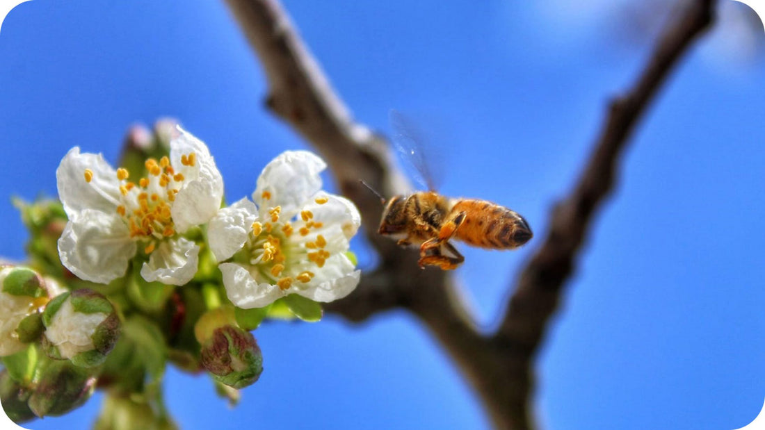 Come festeggiare la Giornata mondiale delle api