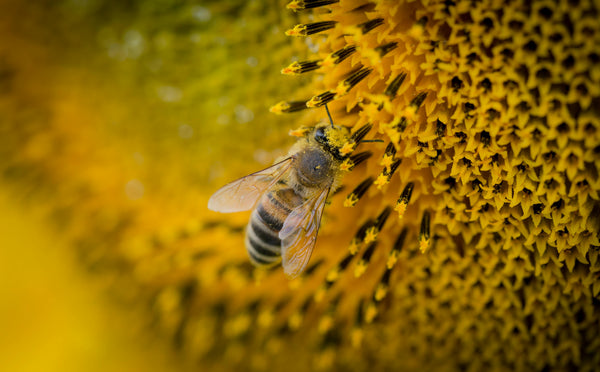 Apicoltura stanziale e biodiversità: perché il futuro delle api passa dai territori