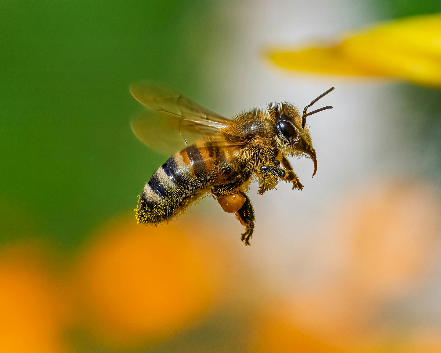 Polline e prodotti dell’alveare prodotti dalle api in un contesto di biodiversità
