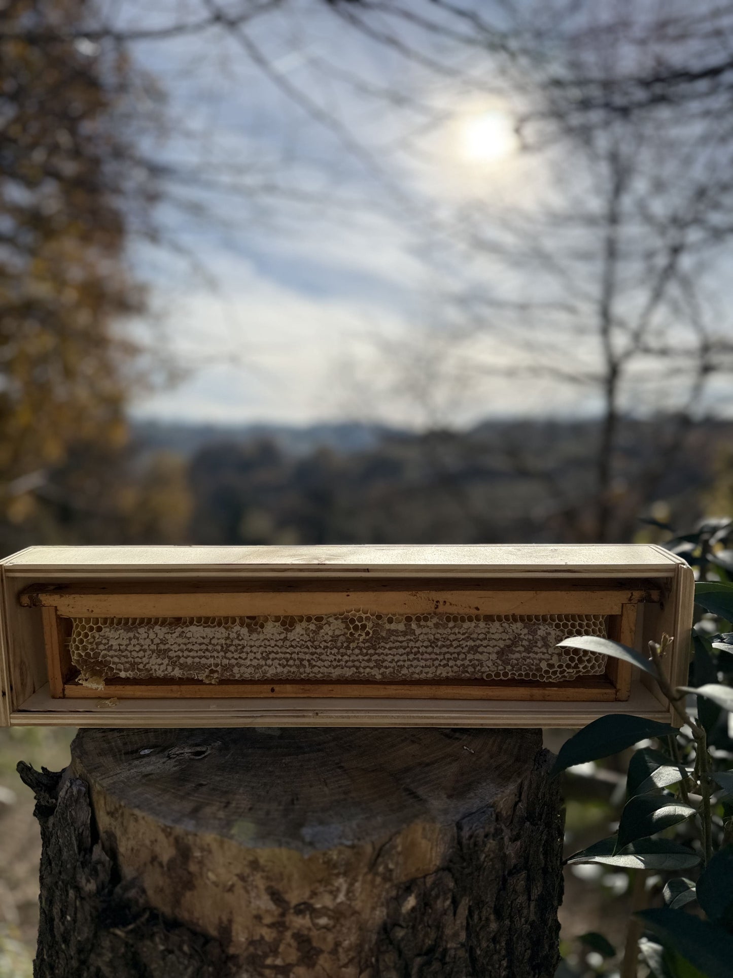 
                  
                    Favo di miele monoflorale con cera naturale in cassettina di legno
                  
                